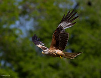 Red Kite