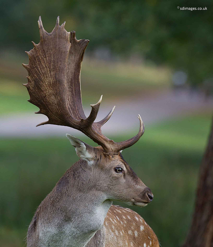 A92X2515