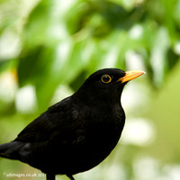 Blackbird