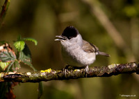 Blackcap