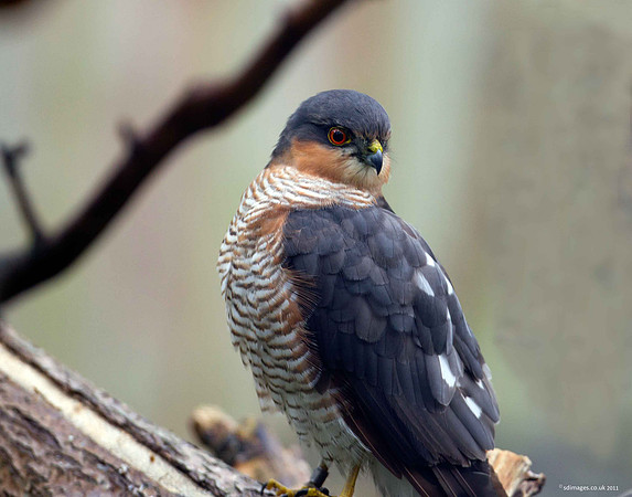 Sparrowhawk