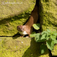 Weasel