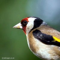 Goldfinch