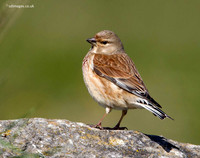 Linnet