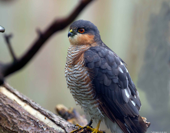 Sparrowhawk