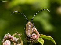 Longhorn Beetle