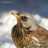 Fieldfare