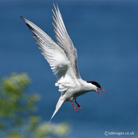 Arctic Tern
