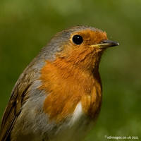 Robin