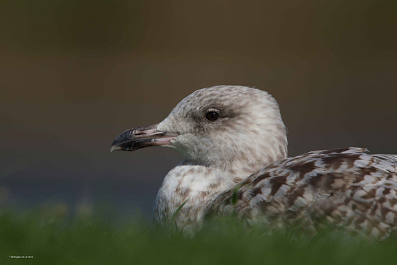 Herring Gull