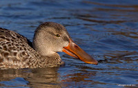 Shoveler
