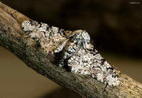 Peppered Moth