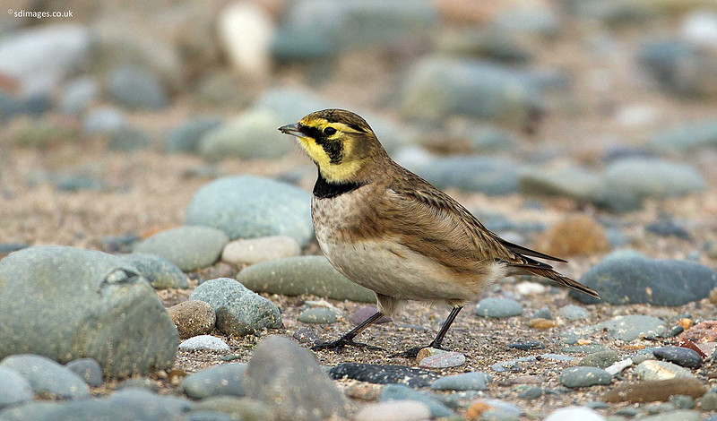 A92X8626
