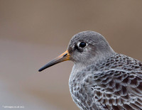 Purple Sandpiper