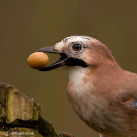 Jay