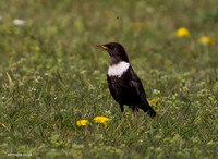 Ring Ouzel