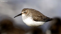 Dunlin