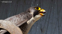 IMG_1518