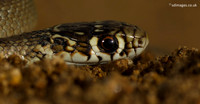 Reptiles in France